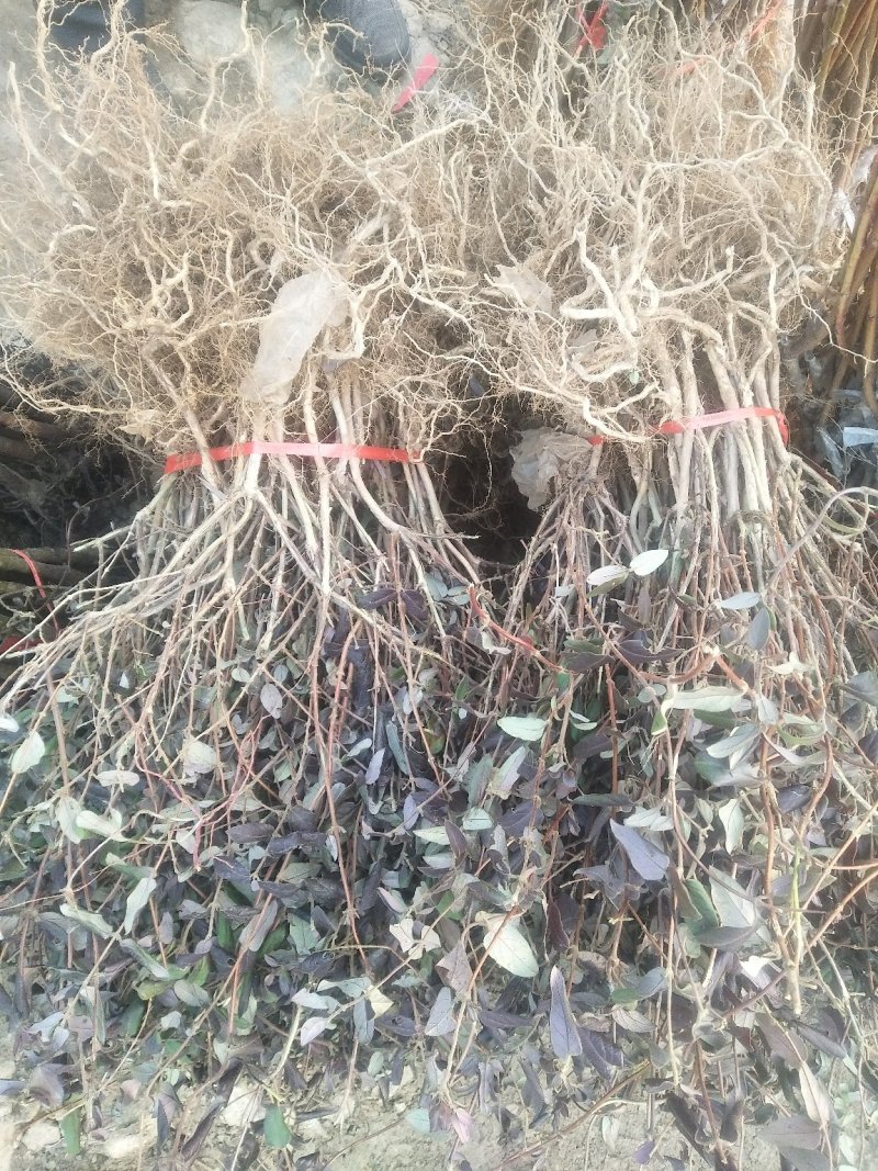 金银花苗现起现发，保证成活率，可以实地看货