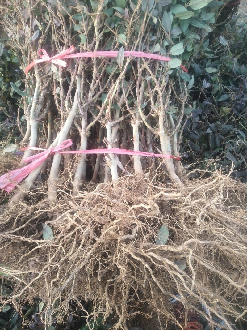 金银花苗现起现发，保证成活率，可以实地看货
