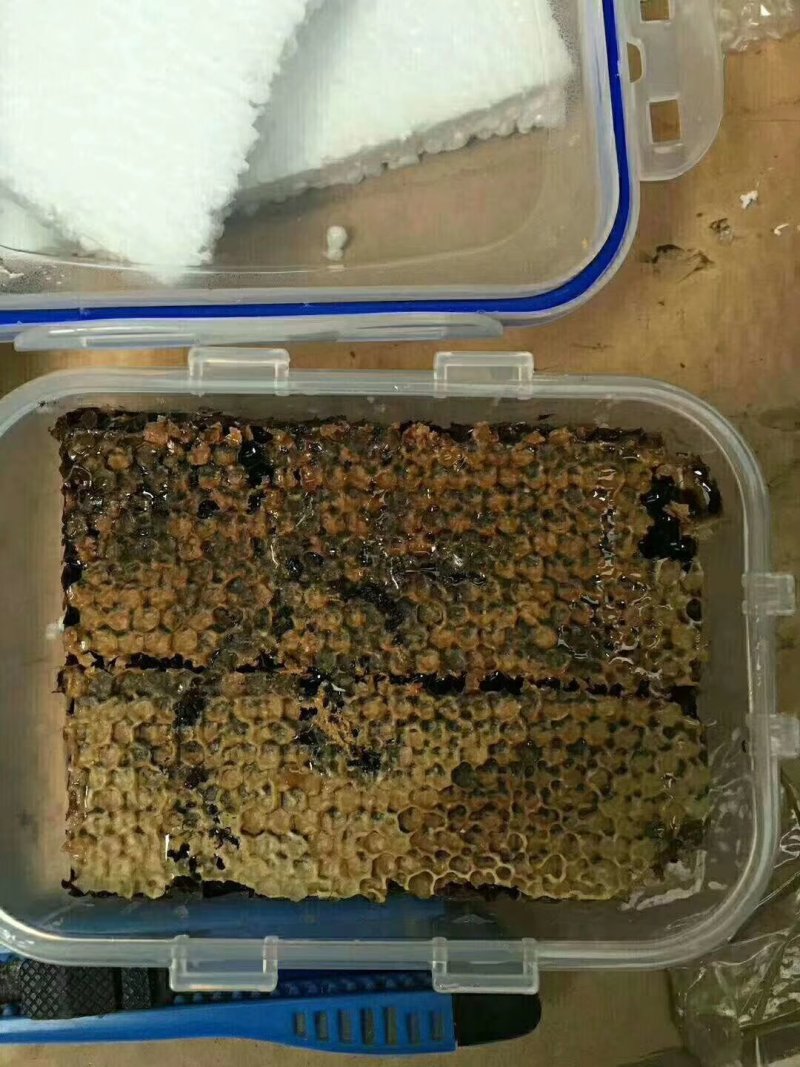 长白山黑蜂自然成熟原蜜