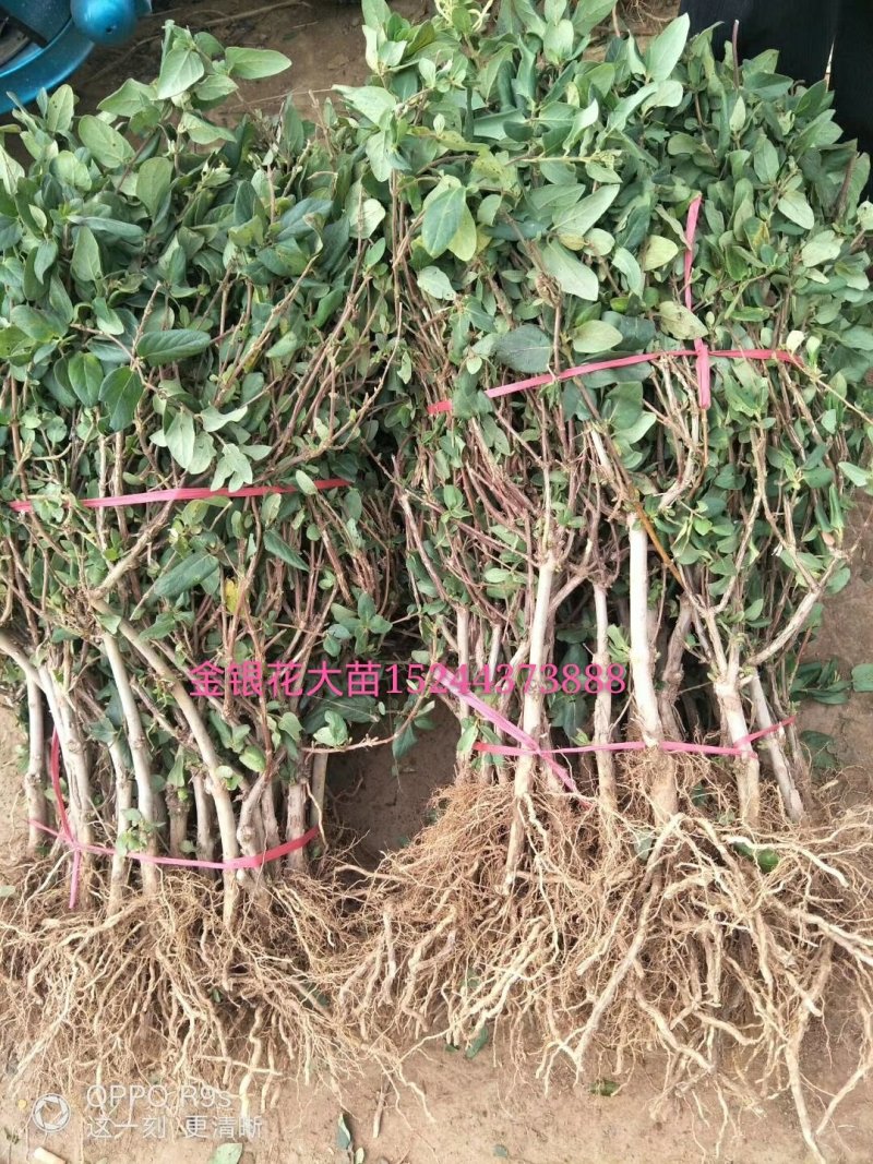 金银花苗基地现挖，保证成活率高，品种保证，死苗免费补发