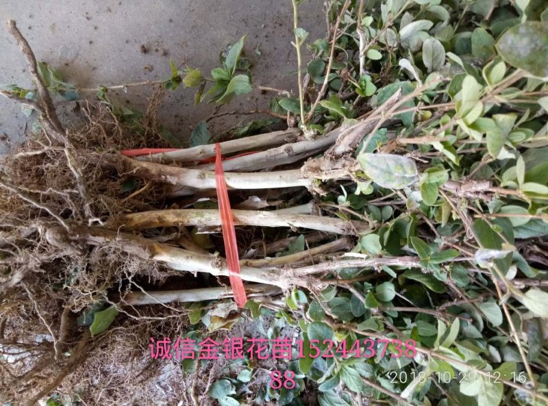 金银花苗基地现挖，保证成活率高，品种保证，死苗免费补发