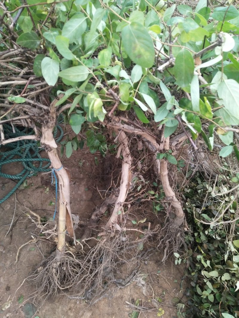 金银花苗基地现挖，保证成活率高，品种保证，死苗免费补发