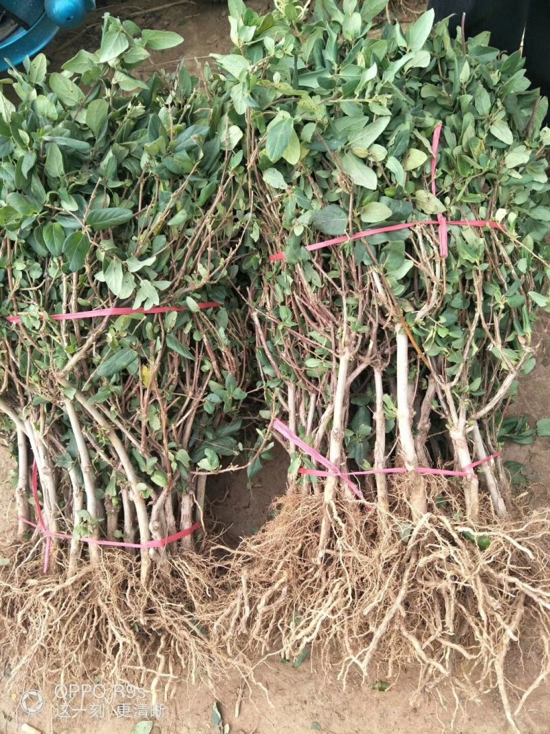 金银花苗基地现挖，保证成活率高，品种保证，死苗免费补发