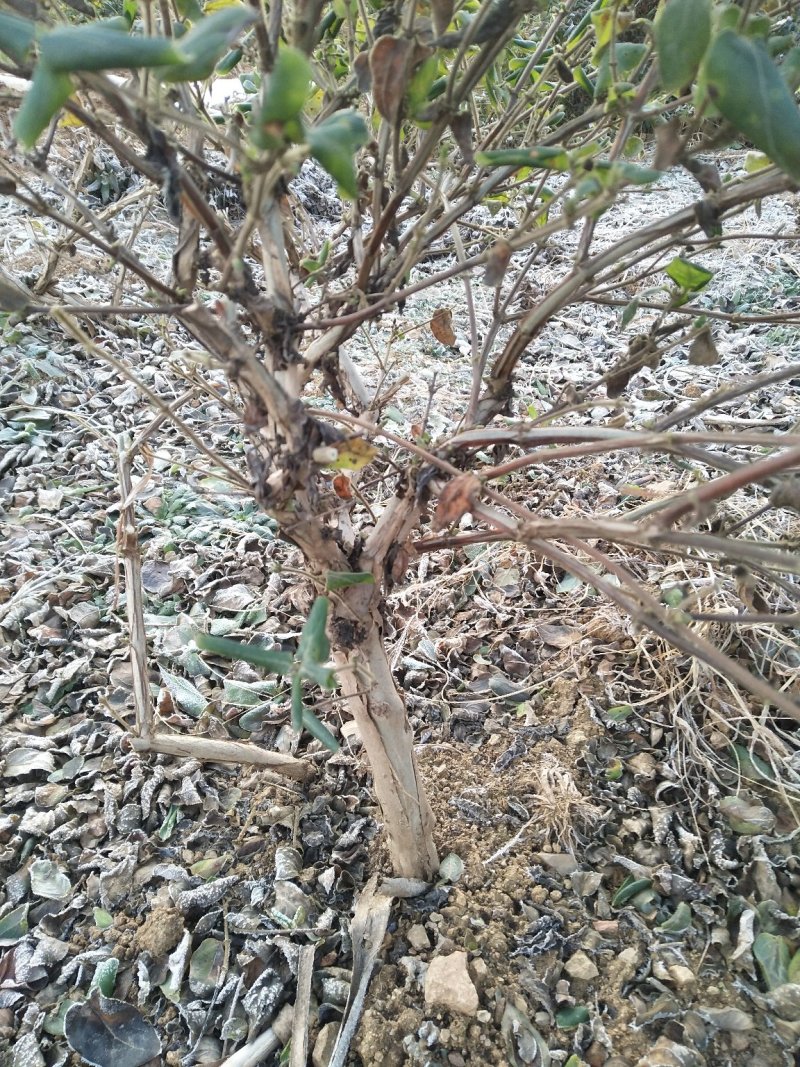 金银花苗基地现挖，保证成活率高，品种保证，死苗免费补发