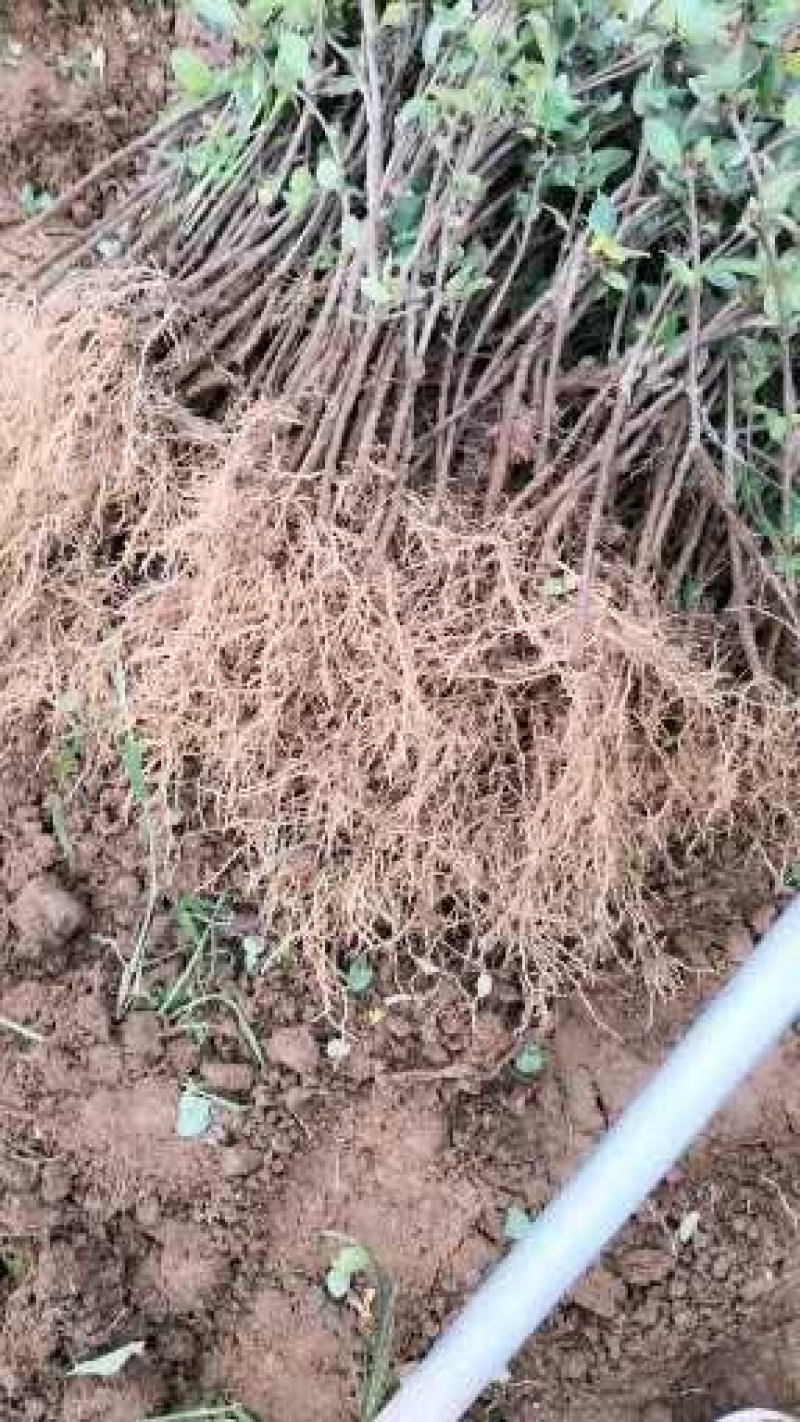 金银花苗，基地直供品质保证，大小生意一律公平，死苗补发