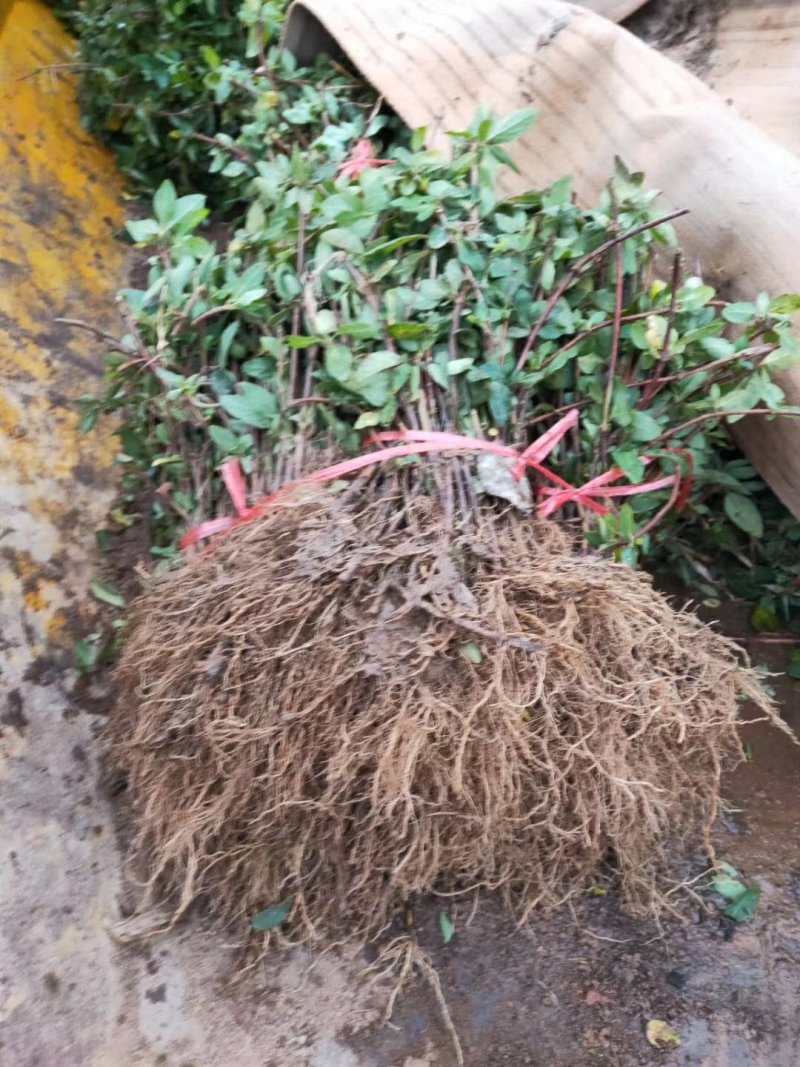 金银花苗，基地直供品质保证，大小生意一律公平，死苗补发