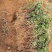 金银花苗，基地直供品质保证，大小生意一律公平，死苗补发