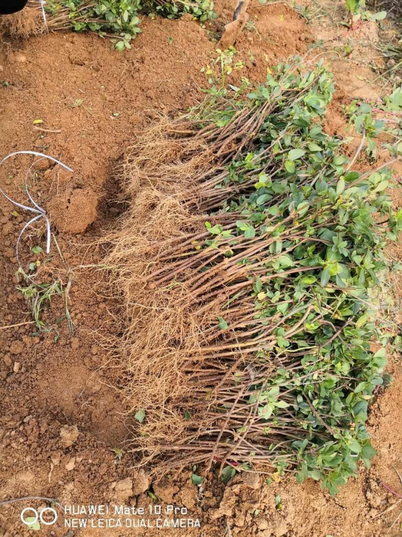 金银花苗，基地直供品质保证，大小生意一律公平，死苗补发