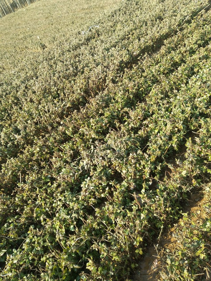 金银花苗，基地直供品质保证，大小生意一律公平，死苗补发