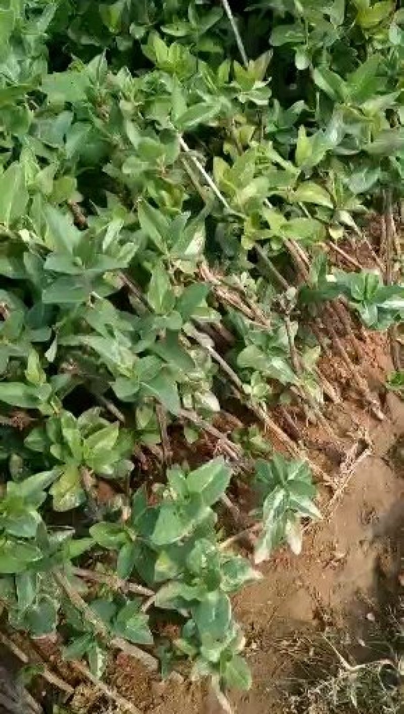 金银花苗，基地直供品质保证，大小生意一律公平，死苗补发