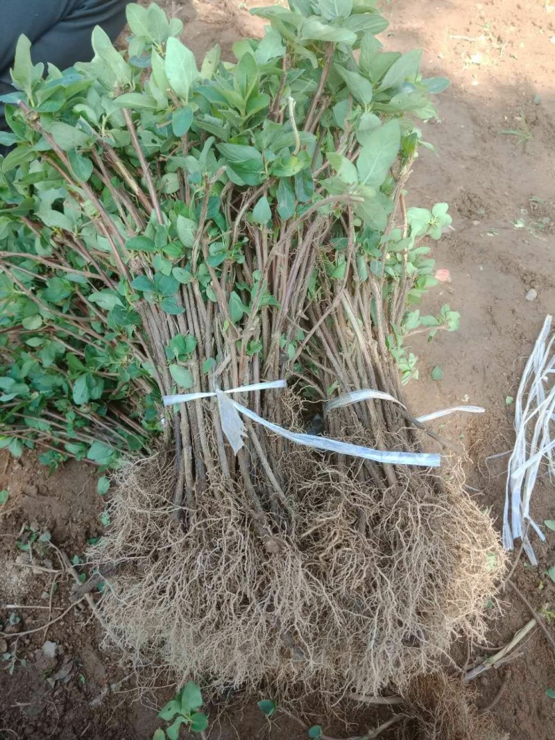 金银花苗，基地直供品质保证，大小生意一律公平，死苗补发