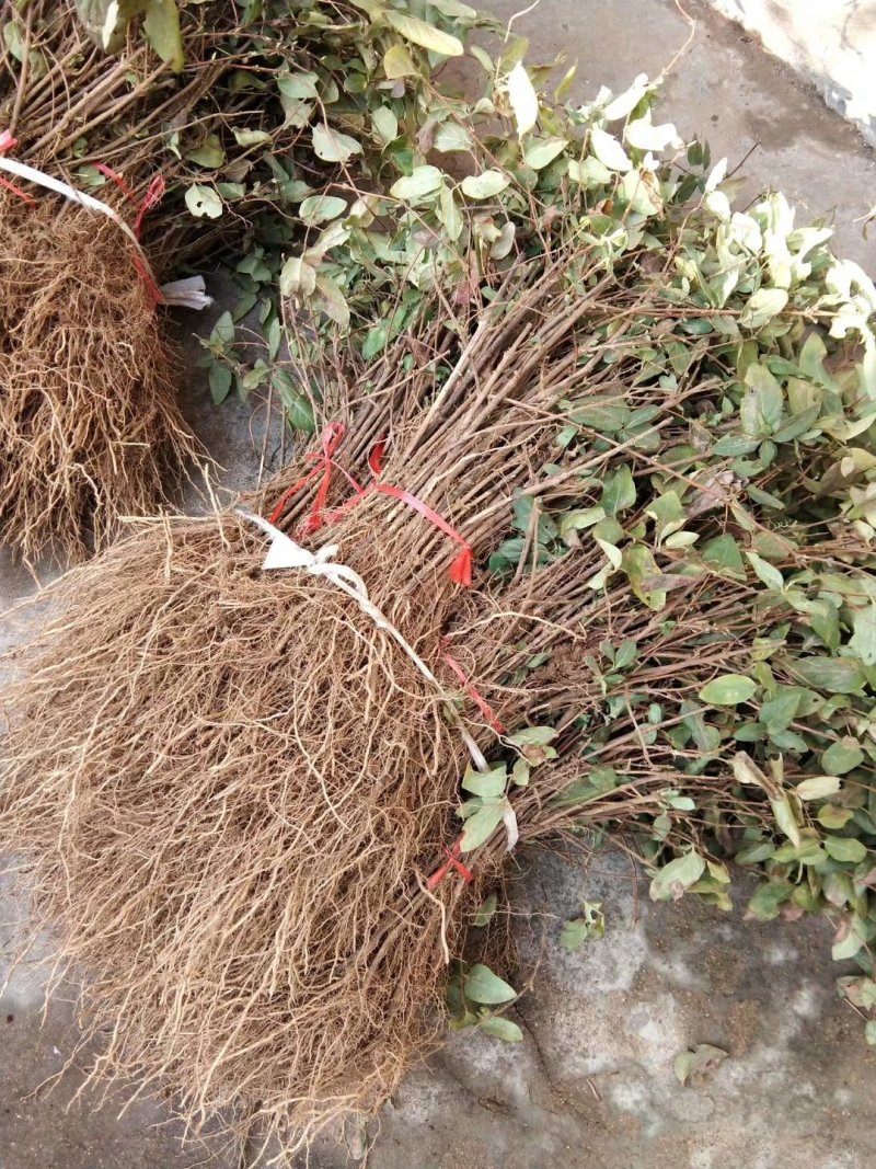 金银花苗，基地直供品质保证，大小生意一律公平，死苗补发