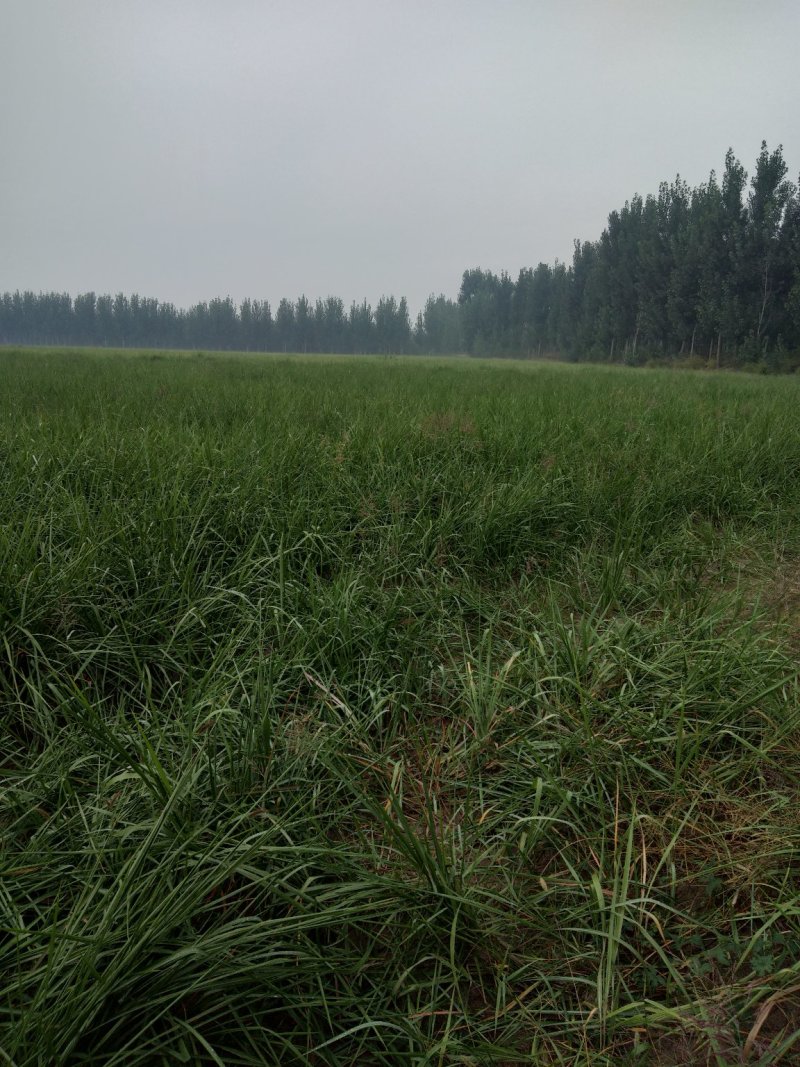 白茅根