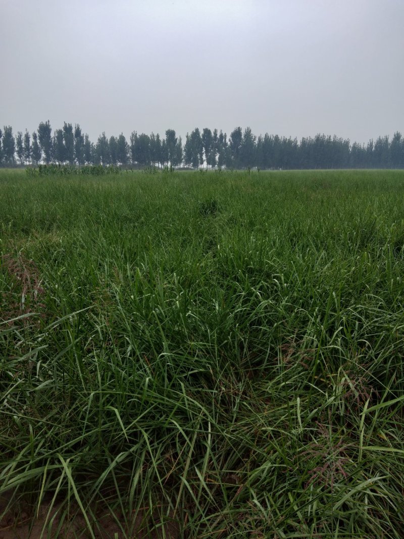 白茅根