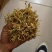 金银花