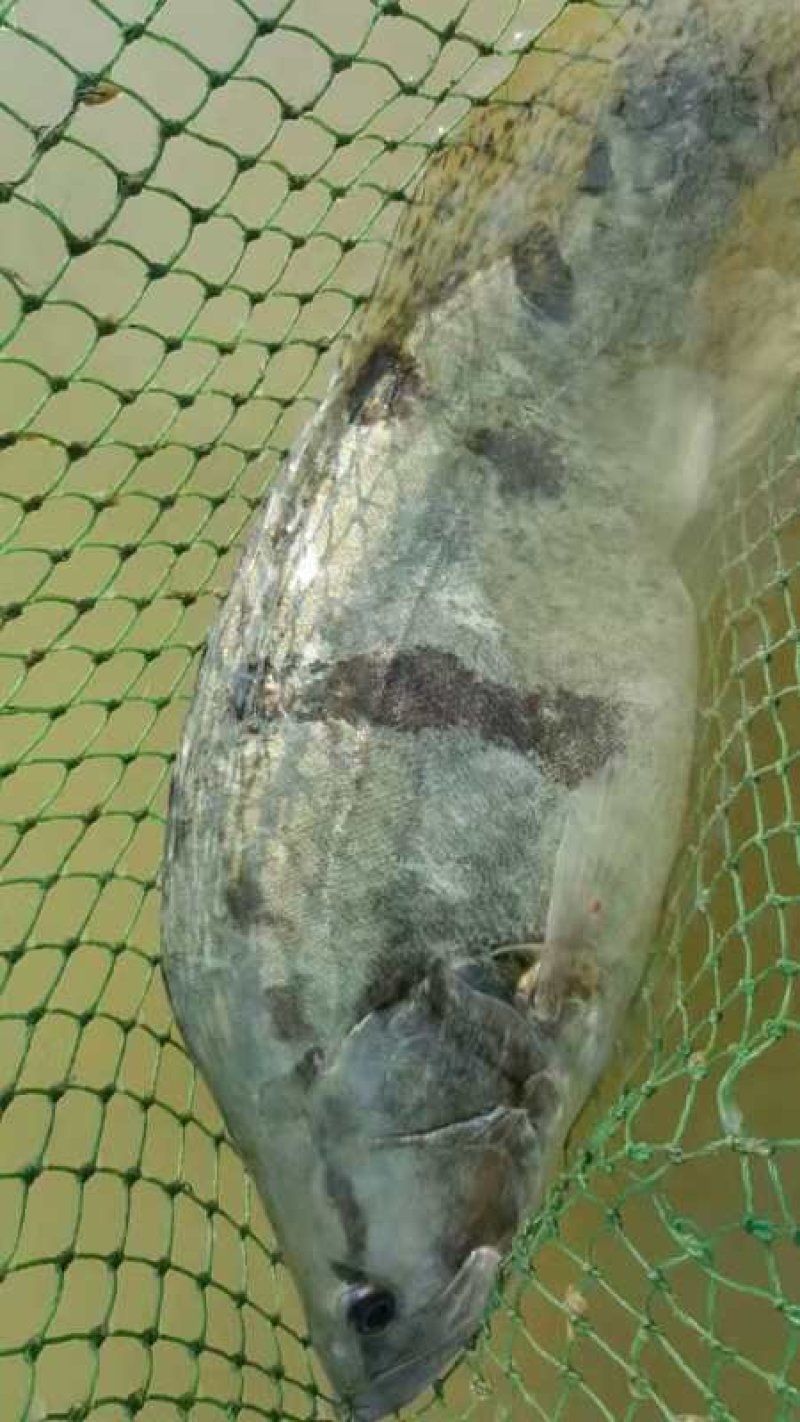甲鱼苗