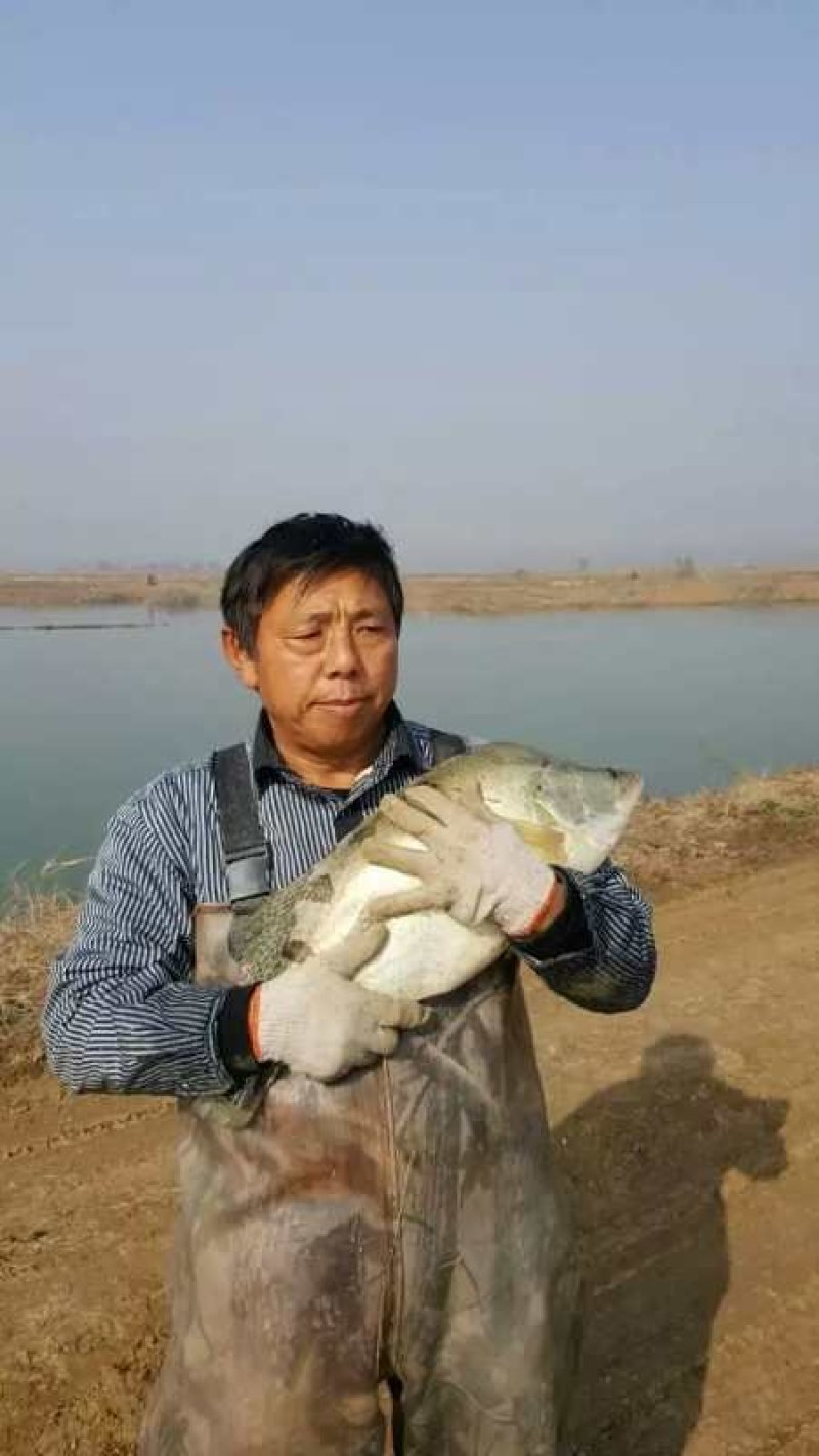 甲鱼苗