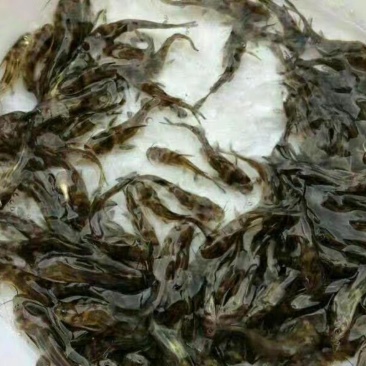 甲鱼苗