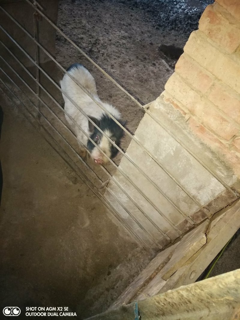 香猪