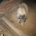 香猪