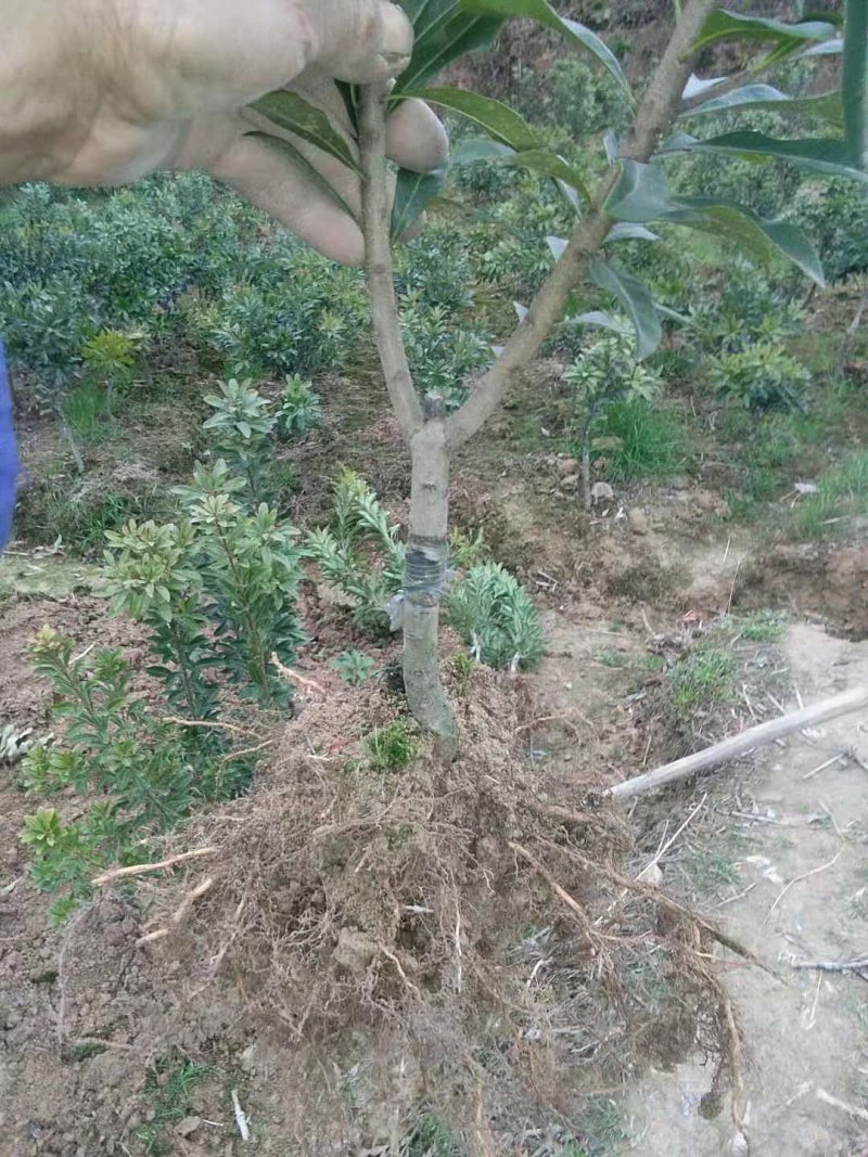 【热卖】杨梅苗东魁王子安海假一赔十欢迎采购