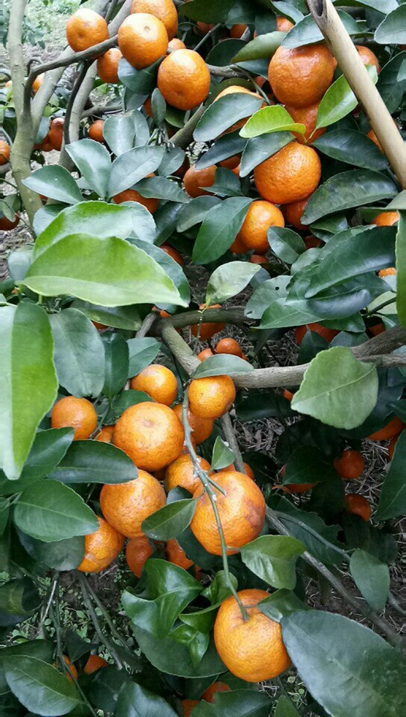 沙糖桔