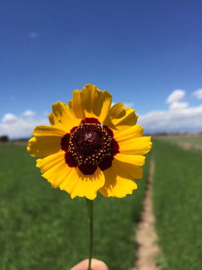 新货新疆昆仑雪菊特级包邮一斤起新疆直发胎菊大朵