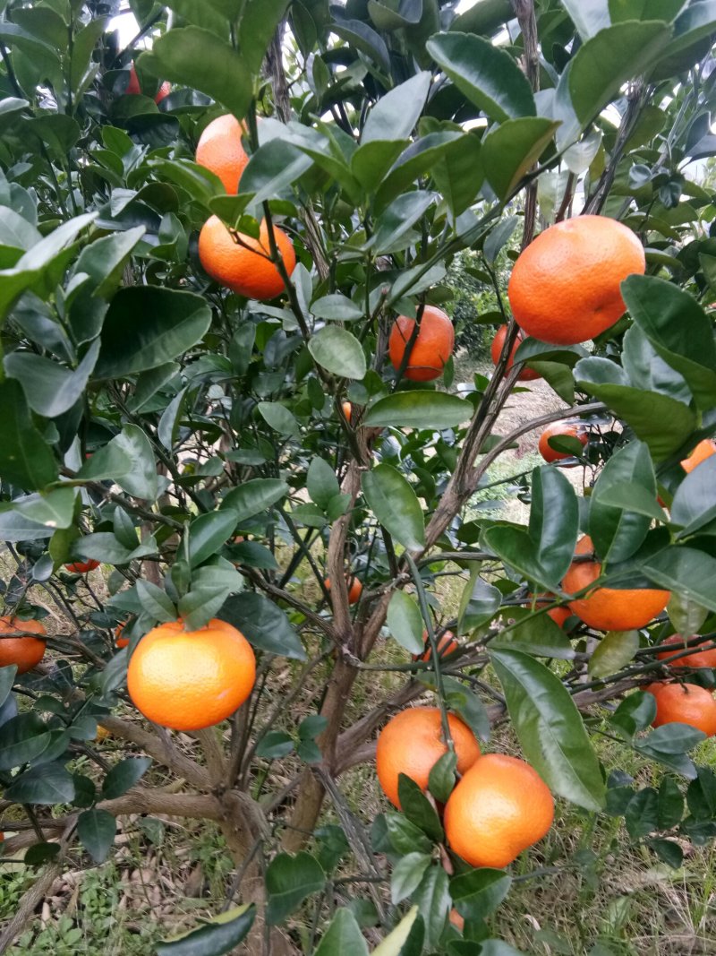 默科特