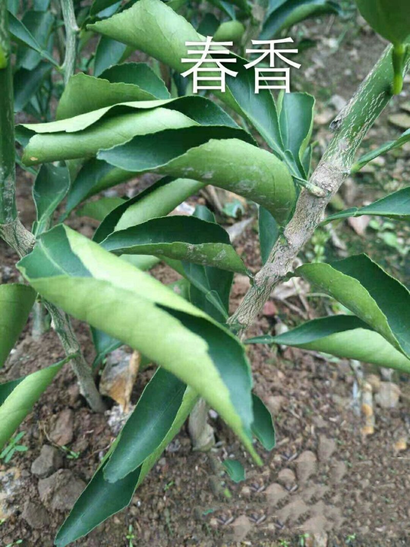 春香柑橘苗（黄金贡柚）/树人农林基地直发/保湿发货