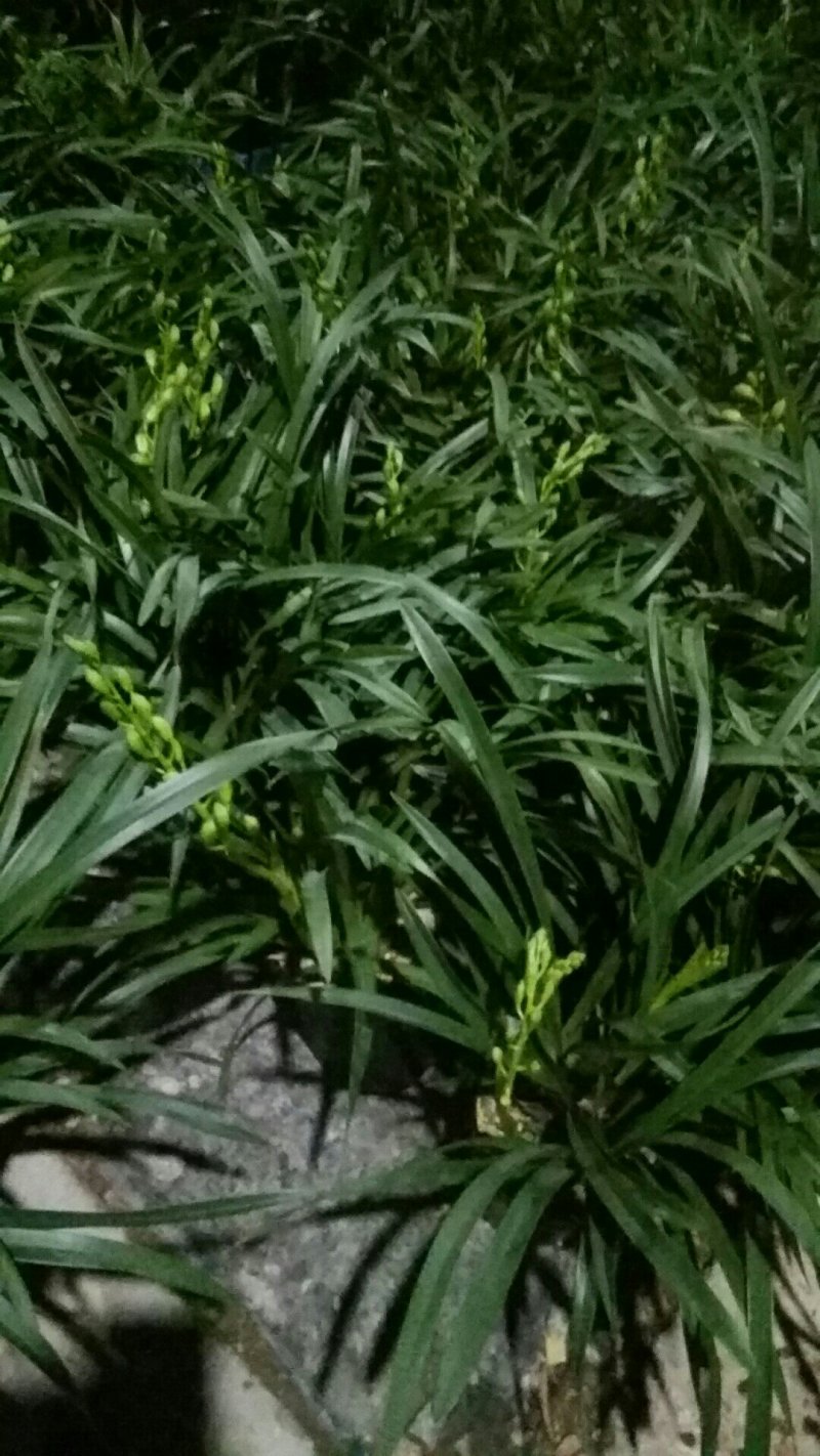 兰花，杂交兰