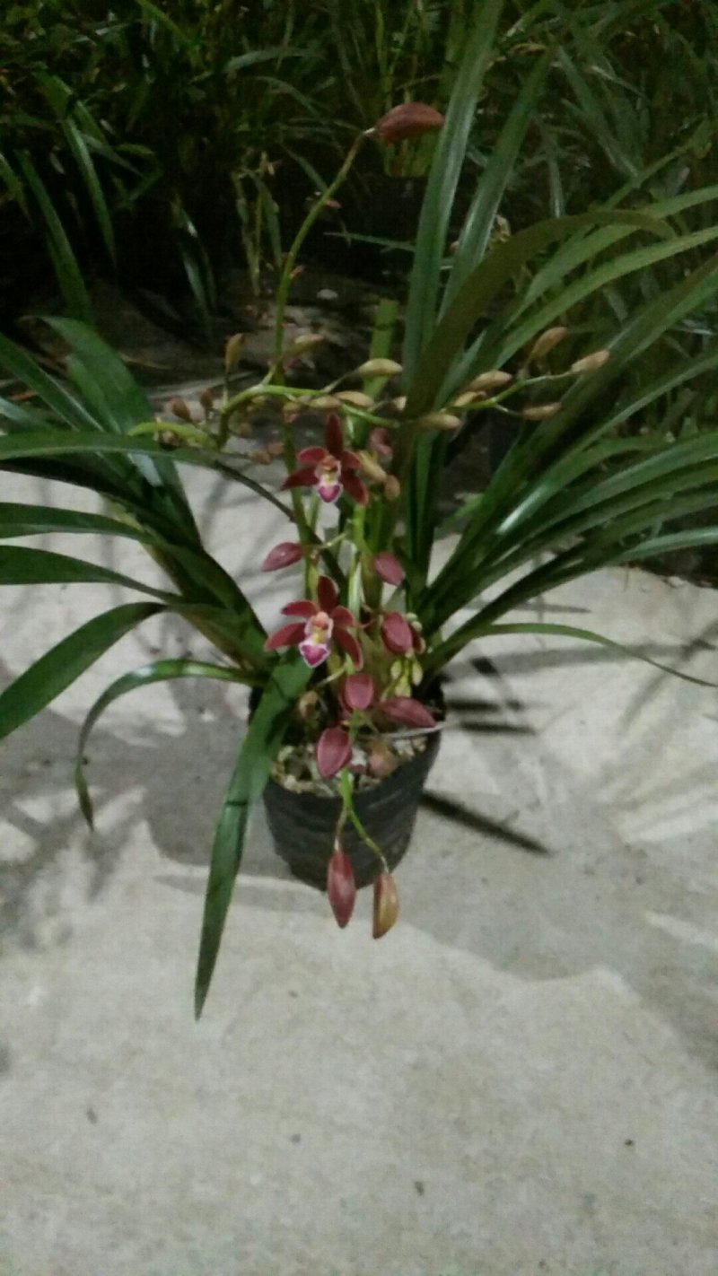 兰花，杂交兰