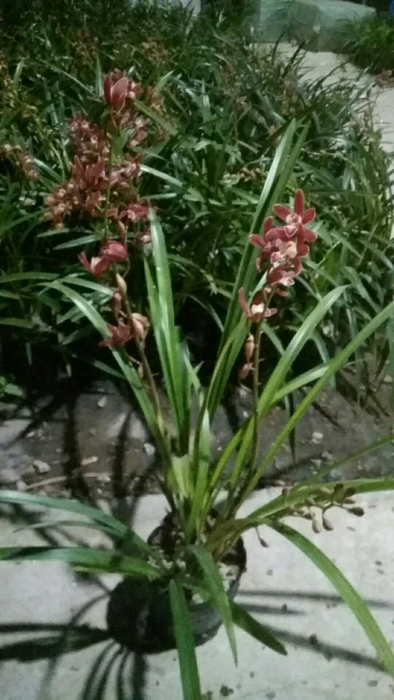 兰花，杂交兰