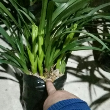 兰花，杂交兰
