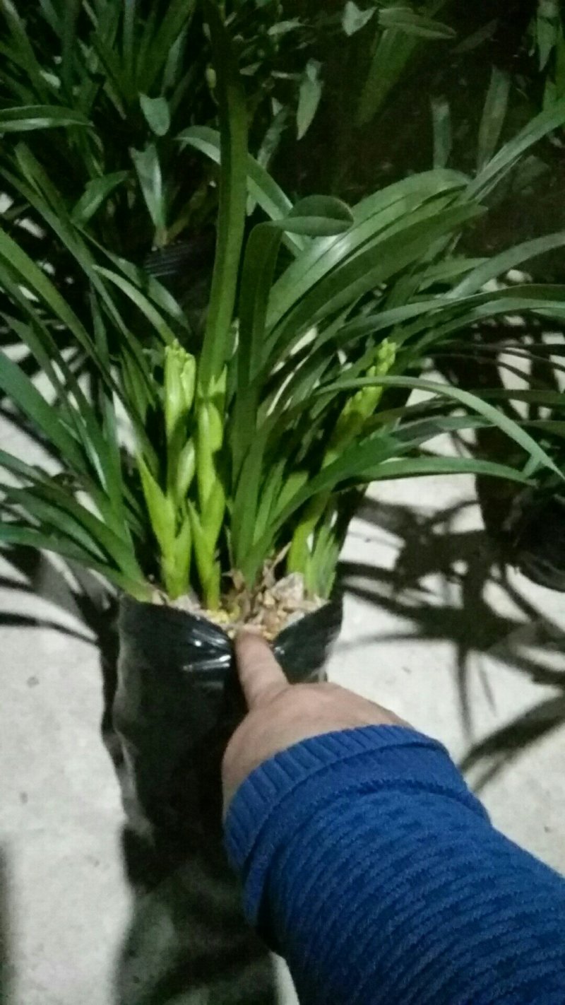 兰花，杂交兰