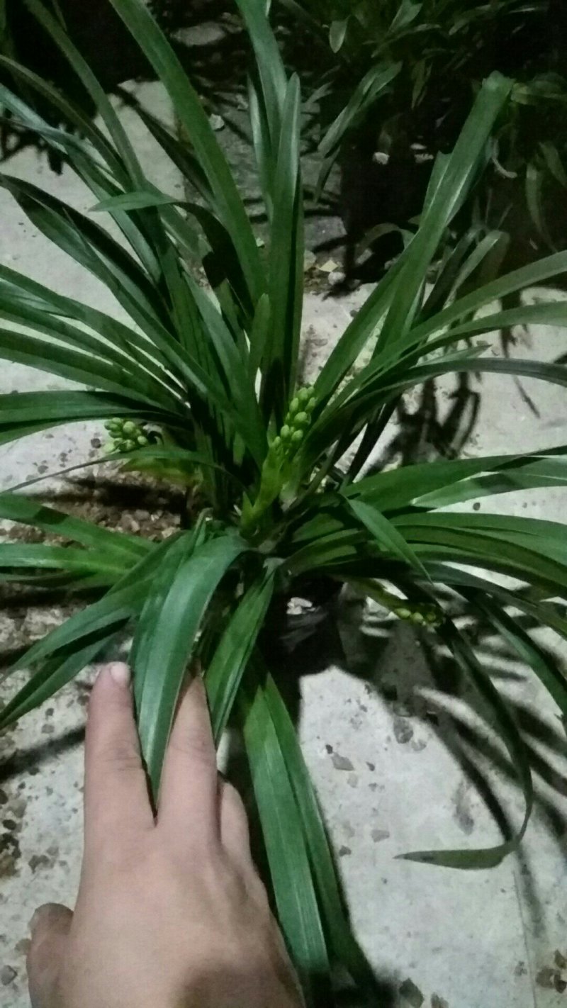 兰花，杂交兰