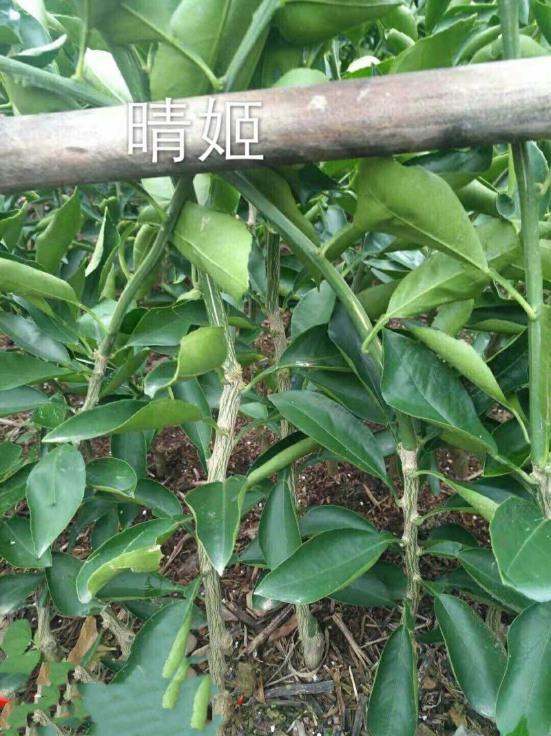 晴姬柑橘苗/基地现挖现发/保湿发货