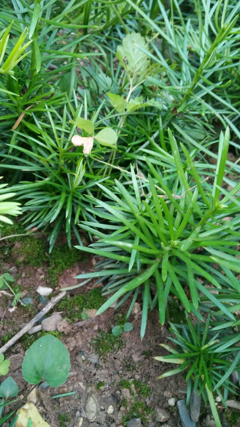 三尖杉基地直销物美价廉欢迎选购
