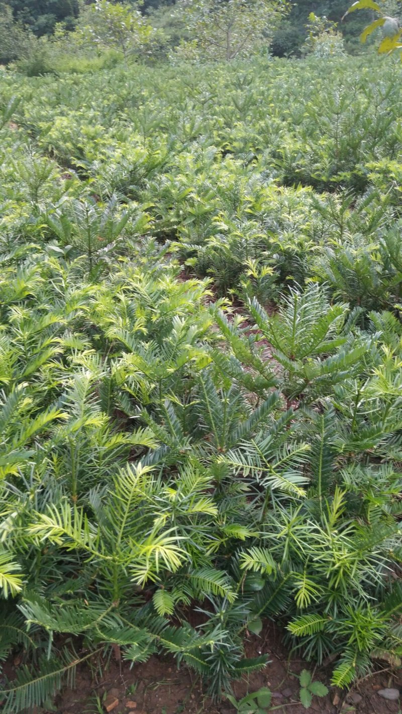 三尖杉基地直销物美价廉欢迎选购