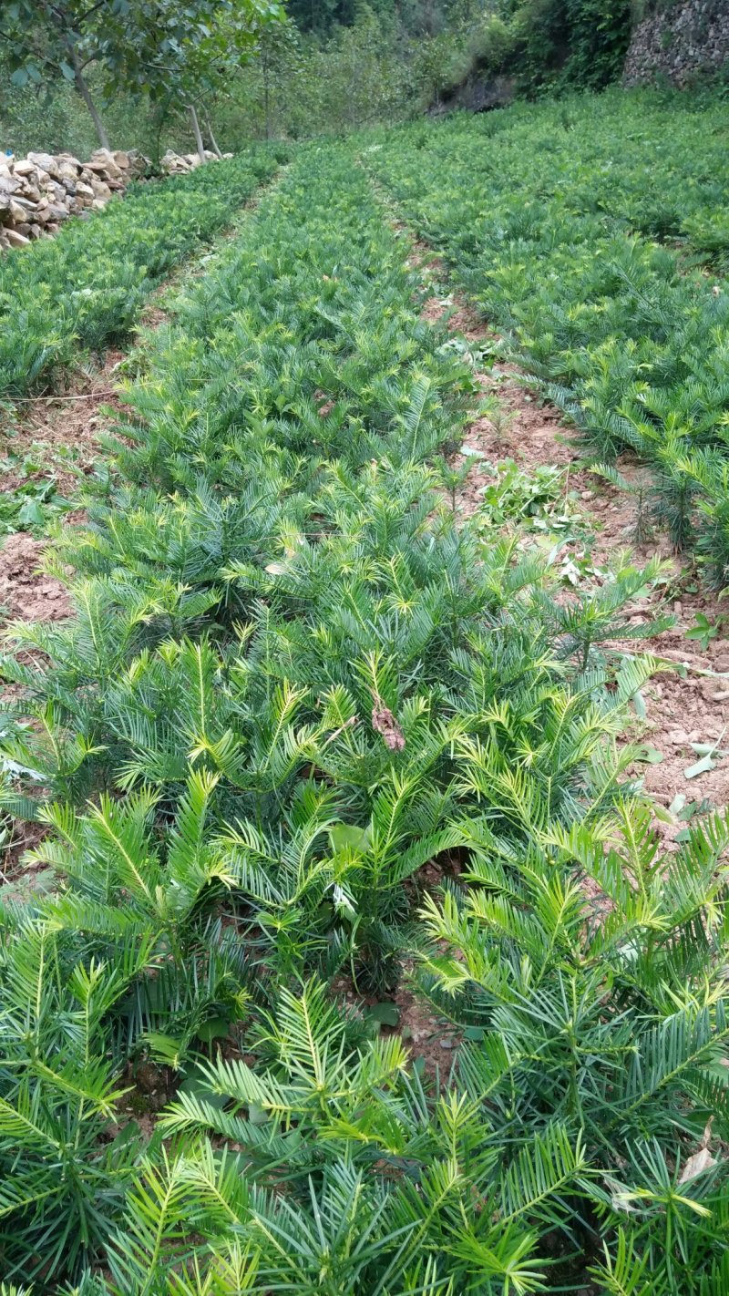 三尖杉基地直销物美价廉欢迎选购