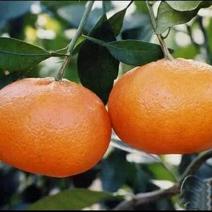 甘平柑橘苗/纯度品质/基地直发/保湿发货