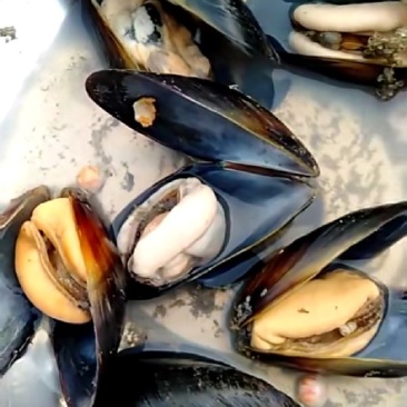 海虹，牡蛎，价格不一样，1.3-5