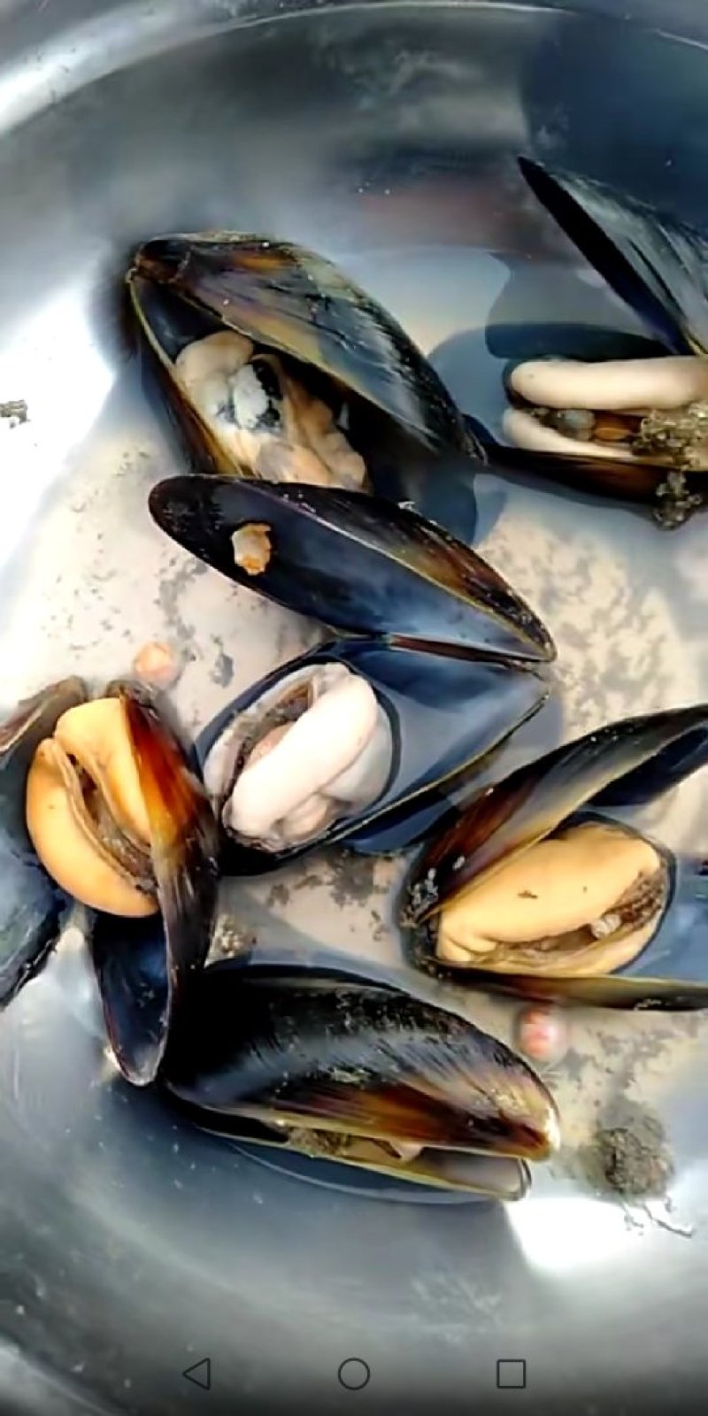 海虹，牡蛎，价格不一样，1.3-5