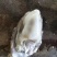 海虹，牡蛎，价格不一样，1.3-5