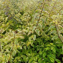 金边连翘金钟花黄老虎连翘苗圃大量供应大小规格均有