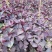 葱兰红花炸酱草紫叶炸酱草苗圃大量供应