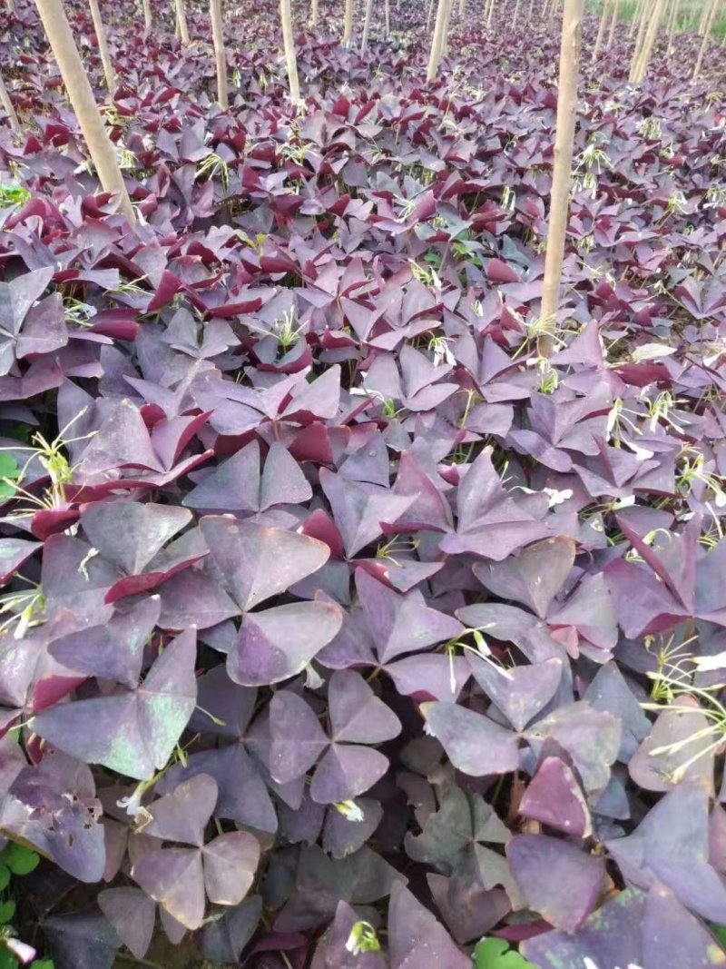葱兰红花炸酱草紫叶炸酱草苗圃大量供应