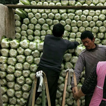 彭州大白菜上千亩大量上市价格合适，质量保证信誉第一保质保