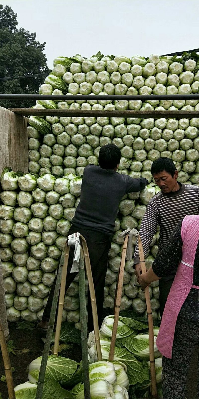 彭州大白菜上千亩大量上市价格合适，质量保证信誉第一保质保