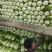彭州大白菜上千亩大量上市价格合适，质量保证信誉第一保质保