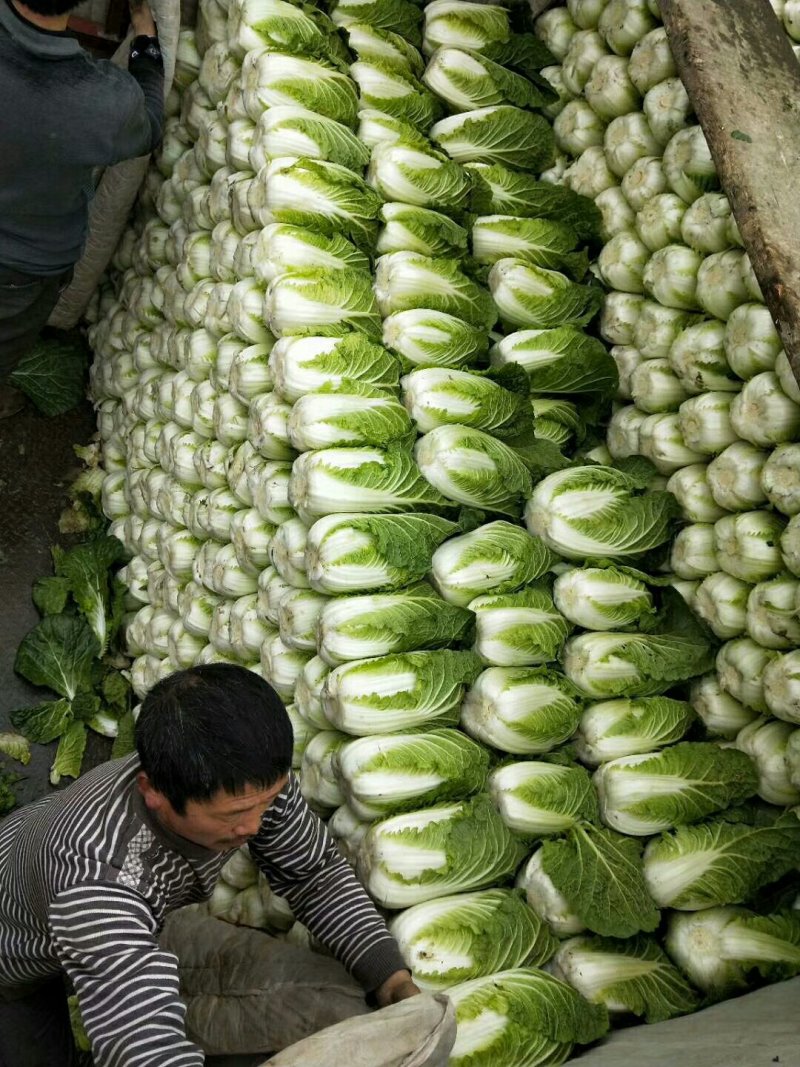 彭州大白菜上千亩大量上市价格合适，质量保证信誉第一保质保